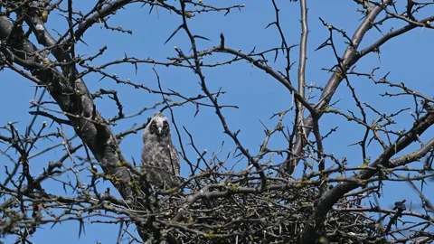 Long-eared Owl Asio Otus in the wild Stock-Footage 245665287