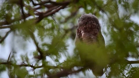 Long-eared Owl Asio Otus in the wild Stock Footage 249521428
