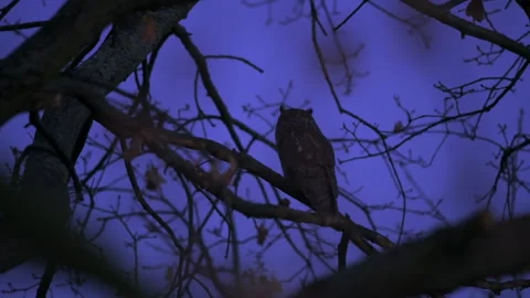 Long-Eared Owl (Asio otus) Turns to Camera in Twilight Stock Footage 250134313