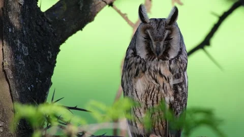 Long-eared Owl Asio Otus in the wild Stock-Footage 250485588