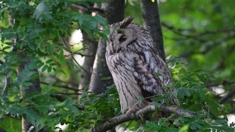 Long-eared Owl Asio Otus in the wild Video stock 250485707