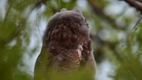 Long-eared Owl Asio Otus in the wild Stock-Footage 250485747