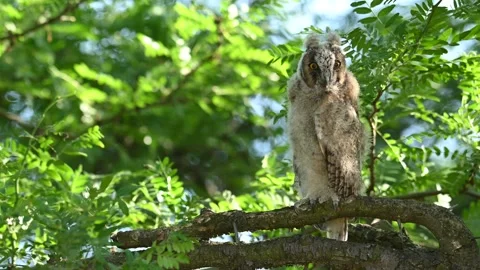 Long-eared Owl Asio Otus in the wild Stock-Footage 255241913