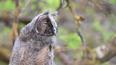 Long-eared Owl Asio Otus in the wild Video stock 255242187