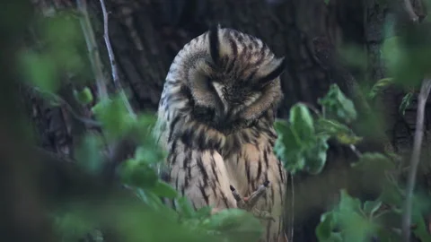 Long eared owl (Asio otus) scratching by claws on itching body part. Stock Footage 260525105