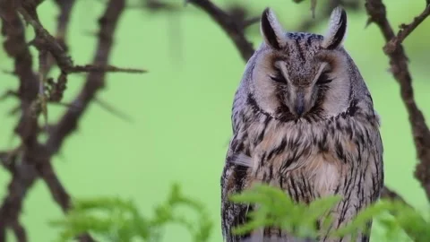 Long-eared Owl Asio Otus in the wild Stock-Footage 269072490
