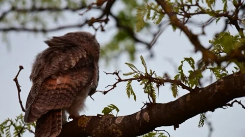 Long-eared Owl Asio Otus in the wild  Stock-Footage 275818017