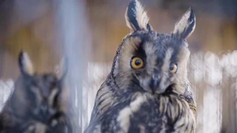 Long-eared owl (Asio otus) Stock Footage 278362204