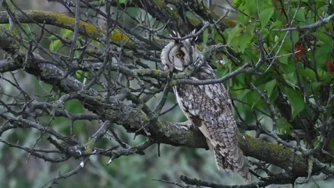 Long-eared Owl Asio Otus in the wild Video stock 282060625