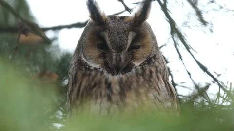 The long-eared owl (Asio otus) Stock Footage 303148026