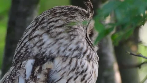 Long-eared Owl Asio otus Sitting on a Branch During the Day, Looking Around Video stock 304827481