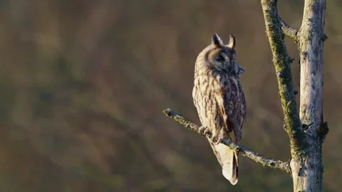 Long-eared owl (Asio Otus) perched Stock Footage 305899162