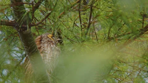 Long-eared owl (Asio otus) perched in dense woodland, camouflaged and alert in w Stock Footage 309308414
