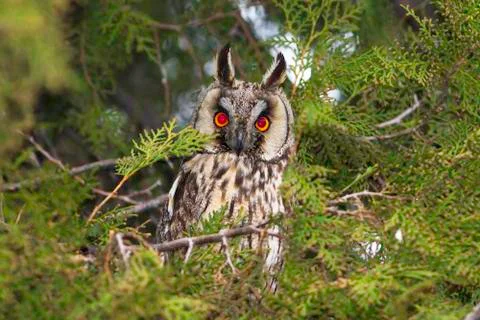 Long-eared owl / asio otus Stock Photos