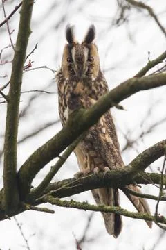 Long eared owl (asio otus) Stock Photos