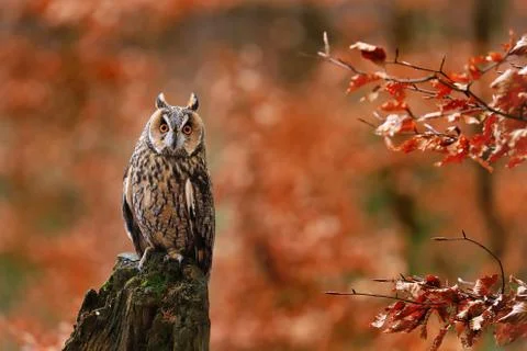 Long-eared owl, Asio otus, perched on rotten mossy stump in orange forest Stock Photos
