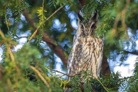 Long eared owl Asio otus, bird of prey perched in a tree Stock Photos