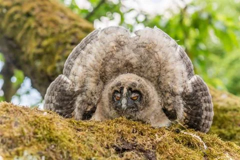 Long-eared Owl (Asio otus) chick spreading its wings to intimidate perched... Stock Photos
