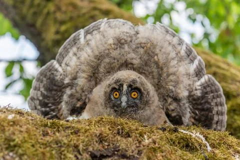 Long-eared Owl (Asio otus) chick spreading its wings to intimidate perched... Stock Photos