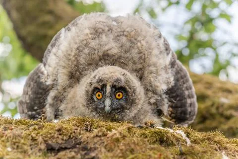 Long-eared Owl (Asio otus) chick spreading its wings to intimidate perched... Stock Photos