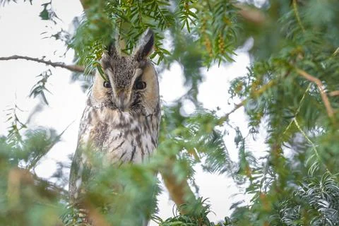 Long eared owl Asio otus, bird of prey perched in a tree Stock Photos