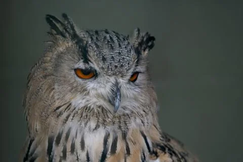 The Long-Eared Owl (Asio otus). Stock Photos
