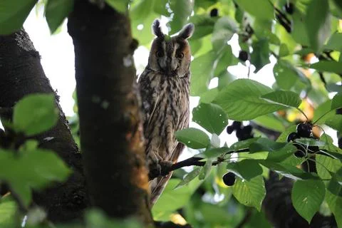 Long-eared owl (Asio otus) sitting in tree,Germany 스톡 사진