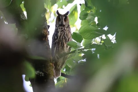 Long-eared owl (Asio otus) sitting in tree,Germany 스톡 사진