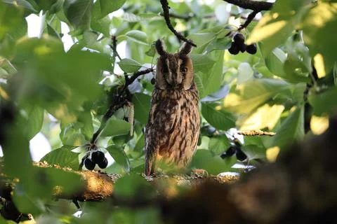 Long-eared owl (Asio otus) sitting in tree,Germany 스톡 사진