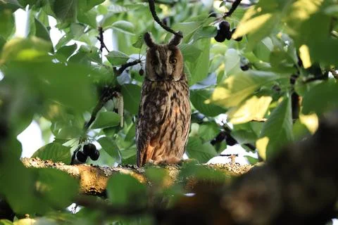 Long-eared owl (Asio otus) sitting in tree,Germany 스톡 사진
