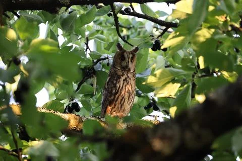 Long-eared owl (Asio otus) sitting in tree,Germany 스톡 사진
