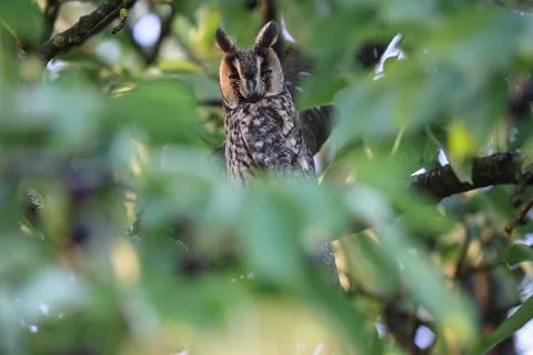 Long-eared owl (Asio otus) sitting in tree,Germany 스톡 사진