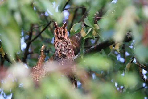 Long-eared owl (Asio otus) sitting in tree,Germany 스톡 사진