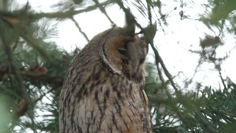 Long-eared owl bird Stock Footage 303148249
