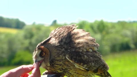 Long eared owl bird of prey eating food from male hand, botanic garden, closeup Stock Footage 156468735