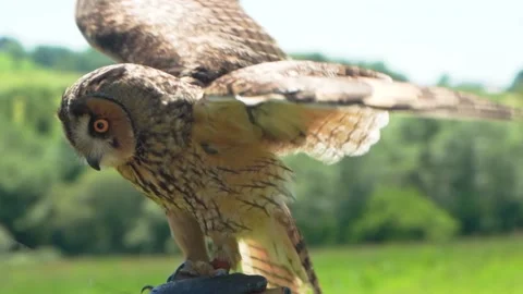 Long eared owl bird of prey standing on hand tries to fly botanic garden closeup Stock Footage 156707926