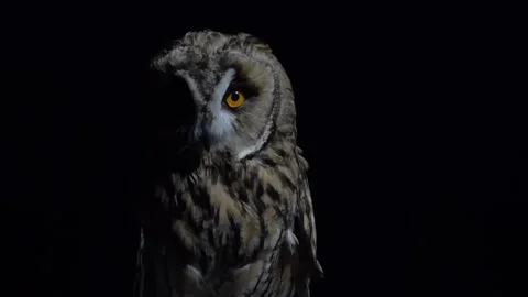 A long eared Owl on a black background turns its head and blinks with huge orang Video stock 150591304