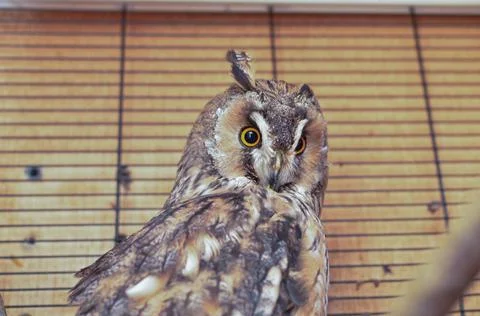 Long-eared owl in a cage	 Stock Photos