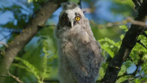 Long-eared Owl Chick Asio otus Perched on a Branch in the Wild. Slow Motion. Stock Footage 336028624
