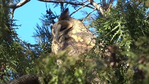 Long-eared owl close up winter, windy day Stock Footage 169705292