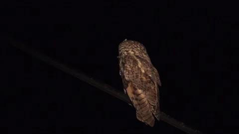 Long-eared Owl on a dty tree Video stock 140510480