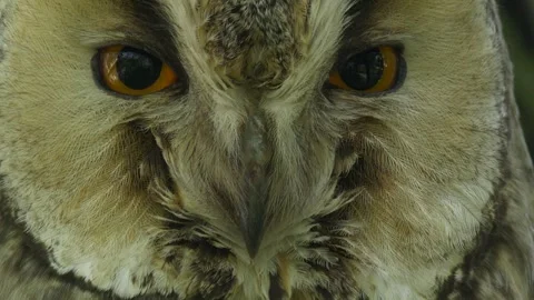 Long-eared owl face close-up Stock Footage 281656673