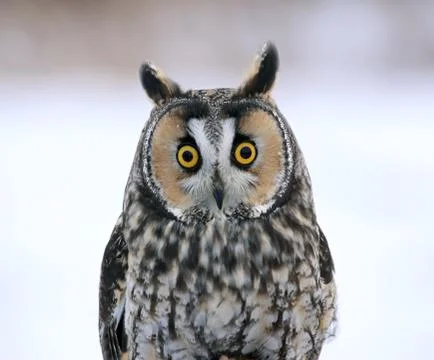 Long-eared owl face-to-face Stock Photos