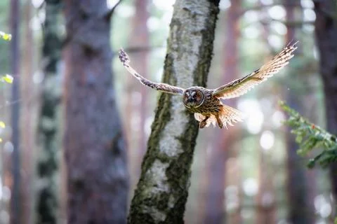 Long-eared Owl in Flight with Motion Blur Captured Mid-Action Stock Photos