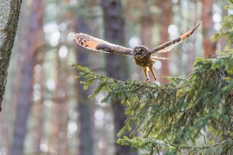 Long-eared Owl in Flight with Motion Blur Captured Mid-Action Stock Photos