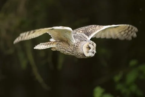 Long-eared owl fly with background light in a feather. Asio otus. Short time  Stock Photos