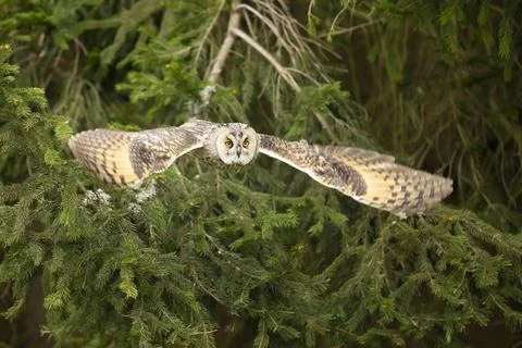 Long-eared owl fly with background light in a feather. Asio otus. Short time  Stock Photos