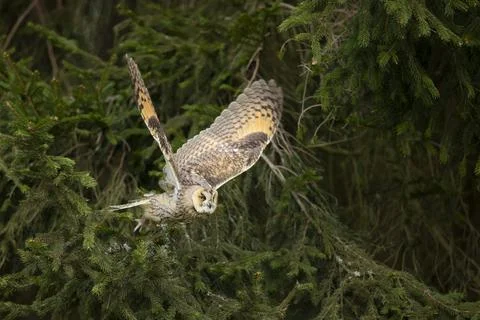 Long-eared owl fly with background light in a feather. Asio otus. Short time  Foto stock