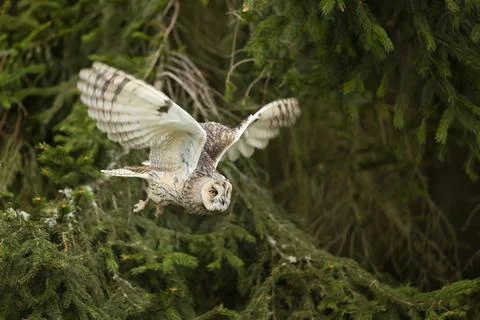Long-eared owl fly with background light in a feather. Asio otus. Short time  Stock Photos