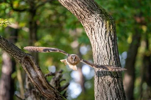 Long-eared owl flying through the trees. Asio altus. Action shot of animal in Stock-Fotos
